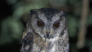 Indian Scops Owl Call🦉 birds wildlife birdnet nature birdsounds birdcall birdcalling owl [upl. by Atikahc]