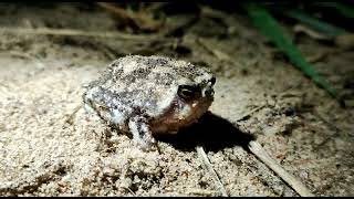 Bushveld Rain Frog [upl. by Dorthea]