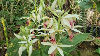 กล้วยไม้ดินเอื้องพร้าว Phaius tankervilleae [upl. by Petr344]