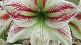 Ambiance Amaryllis Hippeastrum [upl. by Esbenshade350]