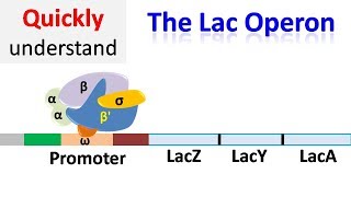 The Lac operon  Regulation of gene expression [upl. by Aleydis]