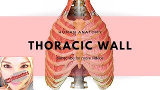 Human Anatomy  Thoracic wall [upl. by Sabas436]