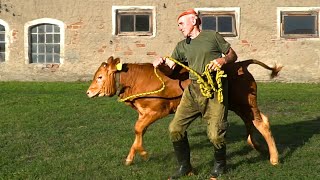 ROMEK szkoli młodego BYCZKA Ujeżdża byki prawie 60 LAT Przekazuje swoją WIEDZĘ [upl. by Ahsiekan98]