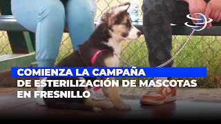 Comienza la Campaña de Esterilización de Mascotas en Fresnillo [upl. by Kolnos]