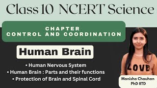 Human Brain Human Nervous System Control and Coordination [upl. by Blythe639]