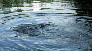 fish mating in esopse creek in my backyard video 1 [upl. by Furlani]