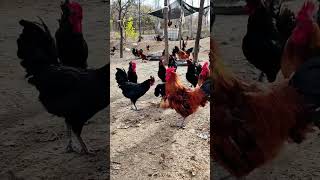 Flying to the rooster shed every day 😂 native chicken farming [upl. by Enerehs827]