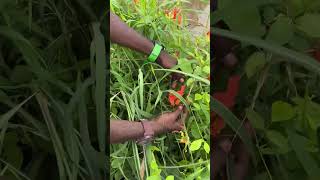 தமிழ்நாட்டு செங்காந்தழ் மலர் 🌱 Gloriosa superba🌱பாக்காதவங்க பாத்துக்கோங்க 🌱 kanyakumari nature [upl. by Weight]