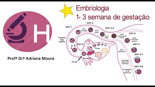 Embriologia geral [upl. by Fisk]