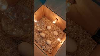 New Egg Incubator incubator viral trending hatching [upl. by Aliekat782]