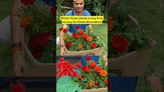 Winter Flower plants for garden amp Diwali decorations to buy from nursery shorts gardening [upl. by Sirronal726]