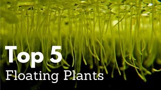 Top 5 Floating Plants for Aquariums [upl. by Eleik]