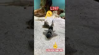 pleco L397 y loricaria simillima music trending shortvideos shorts animals fish fishing tv [upl. by Kinsler]