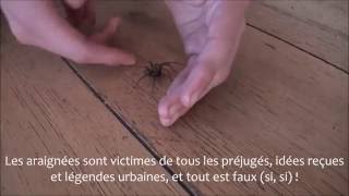 Comment se débarrasser gentiment dune araignée  Get rid of spiders [upl. by Salmon]