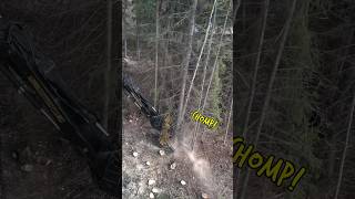 Chomping down trees in seconds Tree falling logger heavyequipment machinery work logginglife [upl. by Baniez]