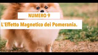 Curiosità sul VOLPINO POMERANIA [upl. by Fisa]