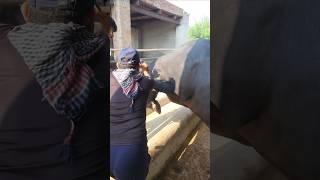 Murrah buffalo ko tag lgana mahnga par gyataggingtattoingbrand breedyoutubeshorts viralvideo [upl. by Enomal69]