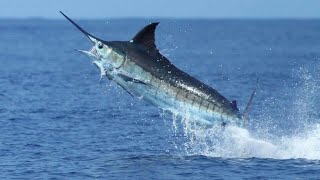 Trolling black marlin fishing blackmarlin marlinfishing bluemarlin sailfish layaran mancing [upl. by Varick260]