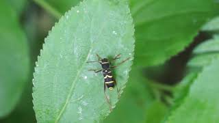 Biegowiec osowaty  Clytus arietis [upl. by Miner]