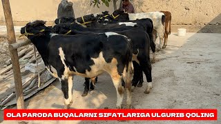 OLA PARODA BUQALARNI SIFATLARIGA ULGURIB QOLING [upl. by Gayler]