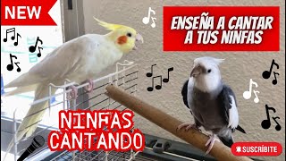 NINFAS CANTANDO 🎶birds ninfa aves nymph calopsita new newvideo birdsounds slowmotion [upl. by Blackman]