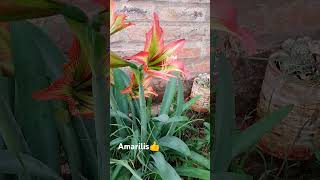 El Amarilis conocido científicamente como Hippeastrum [upl. by Ylrebmyk]