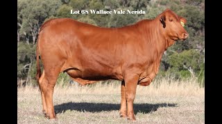 Lot 68 Wallace Vale Nerida PP D5 [upl. by Bonis]