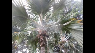 Blue Latania Palms on Maui [upl. by Vaasta]