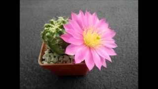 Echinocereus pulchellus [upl. by Sivrep]