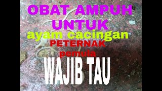 HATI HATI BUAT PETERNAK PEMULA HIDARI YANG DI VIDEO INI [upl. by Ailemac]