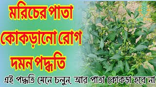 মরিচের পাতা কোকড়ানো রোগ। এর কারণ প্রতিরোধ ও প্রতিকার। Chilli leaf curl disease [upl. by Atnauq]