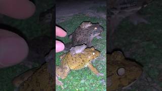 Laughing frog catcher  toing toing the frogs funny  Funny toad frog and froggy [upl. by Ramad871]