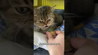 Kedilerin sevdiği kedi nanesi 🐈 shortsvideo [upl. by Skutchan211]