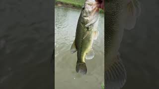 Releasing largemouth bass in USA Reiner and Lake bass fishing Megabass shimano Calcutta conquest BFS [upl. by Hsirt]