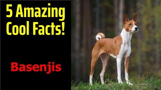 5 Fascinating Facts About Basenjis [upl. by Eimarej723]