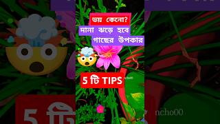 দানা ঝড়ে হবে গাছের উপকার5টি টিপস দানাDanagardenytshortsshortsplantcarebudgetterracegarden [upl. by Keelin]