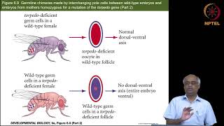 Genetics of axis formation in Drosophila Part 2 of 4 [upl. by Ynogoham346]