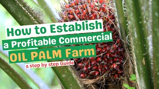 ESTABLISHING A PROFITABLE COMMERCIAL OIL PALM FARM a stepbystep guideland preparation to harvest [upl. by Ambrosine]