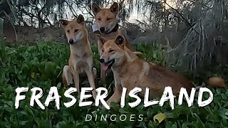 Dingoes thriving on Fraser Island July 2023 [upl. by Tawney]