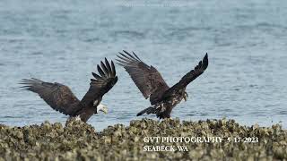 BALD EAGLE FESTIVAL IN SEABECK  WA [upl. by Hoopes]