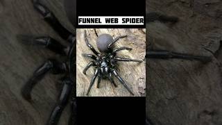 Deadliest spiders on earth part 2shorts [upl. by Shue]