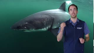 Fast Ocean Facts — Sharks Have Teeth On Their Skin [upl. by Chafee]