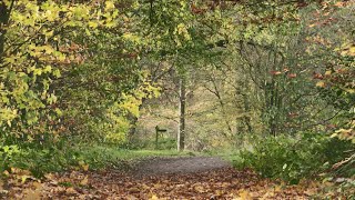 Hainault Forest Restoration Project  One year on [upl. by Enoved]