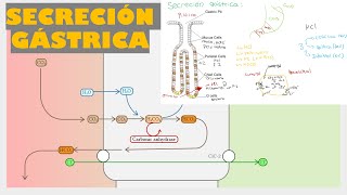 SECRECIÓN GASTROINTESTINAL  FISIOLOGÍA GÁSTRICA [upl. by Killy368]