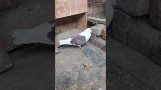 Racer saddle breeding male pigeon [upl. by Jamal]