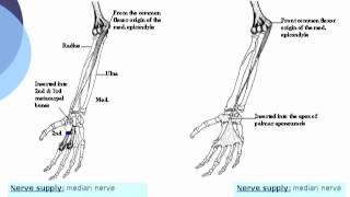 Flexor carpi radialis amp Palmaris longus  Ahmed Kamal [upl. by Arathorn471]