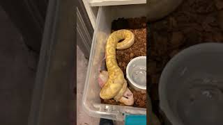 Ball python live feeding [upl. by Kola]