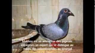 La colombophilie sénégalaise Association Colombophile Dakaroise pigeons voyageurs [upl. by Gowrie955]