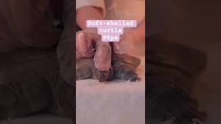 SoftShelled Turtles Enjoy a Spa Day ASMR cute animal food [upl. by Nyahs]