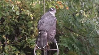 Goshawk Gull Chris Rea cover [upl. by Hamo441]